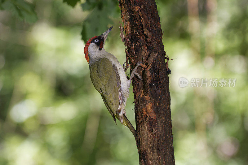 雄性欧洲绿啄木鸟(Picus viridis)